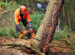 Best Tree and Shrub Care  in Lake Park, GA